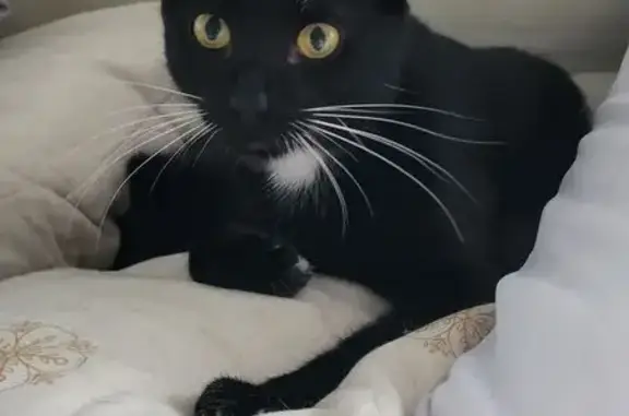 Пропала кошка, Иваново