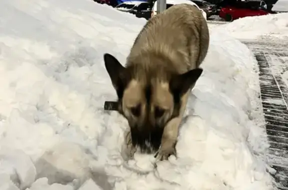 Найдена собака, Анкудиновка, фото: Собака найдена: Русская ул. 14, Анкудиновка