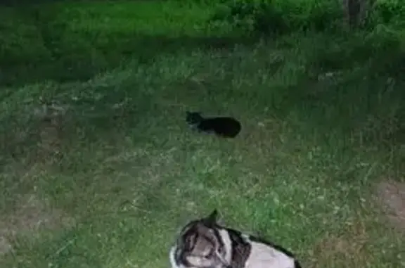 Пропала собака, Каргашино