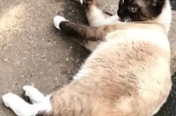 Пропала кошка, Омск