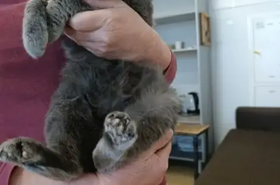 Найдена кошка, Сихонкино, фото: Найдена дымчатая кошка в Башкортостане