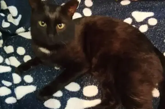 Пропала кошка, Красноярское с/п, Саратовская обл.