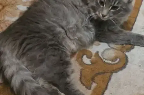 Пропала кошка, ул. Гоголя 32, Шушенское