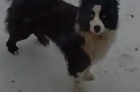 Пропала собака, Красноярск