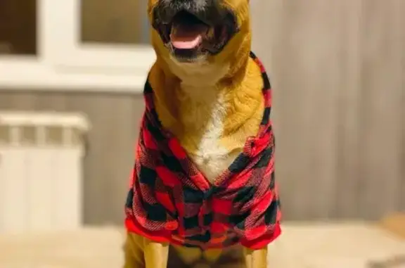 Пропала собака, Старый Кряжим