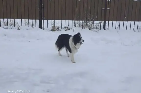 Найдена собака, Деревня Корсаково, фото: Собака найдена в Корсаково, Калужская обл.