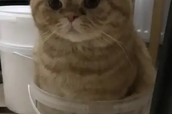 Пропала кошка, Санкт-Петербург