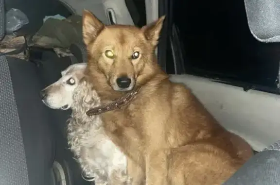 Пропала собака, Куликово