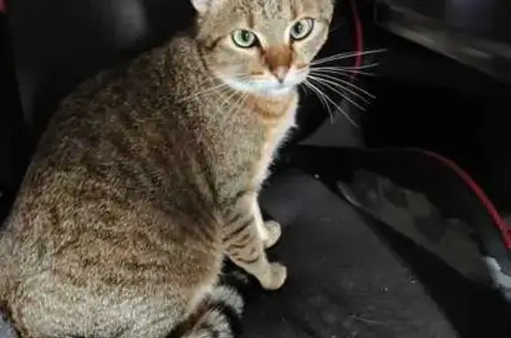 Пропала кошка, Ногинск