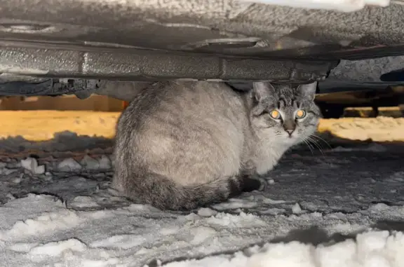 Найдена кошка, Рязань, фото: Кошка найдена на Чапаева, 57, Рязань