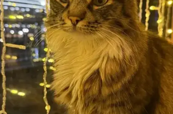 Найдена кошка, Ростов-на-Дону, фото: Кошка найдена: Театральная пл., 3, Ростов-на-Дону