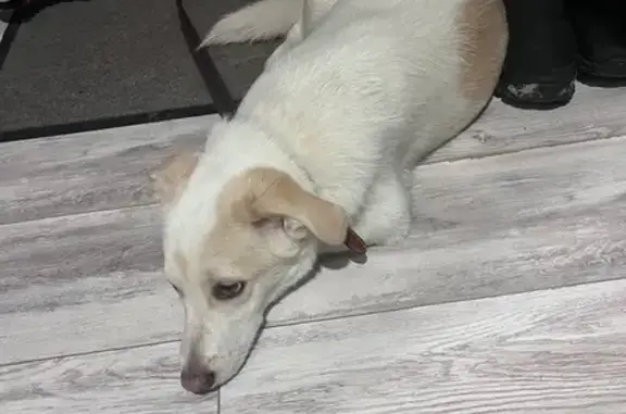 Найдена собака, Омск, фото: Найдена собака, Худенко 1А, Омск