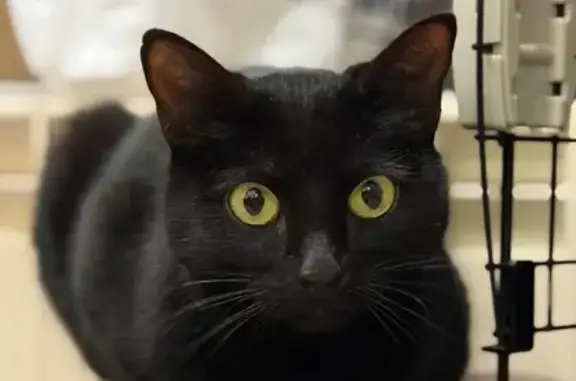 Найдена кошка, Иваново, фото: Черная кошка найдена на 2-й Продольной, Иваново