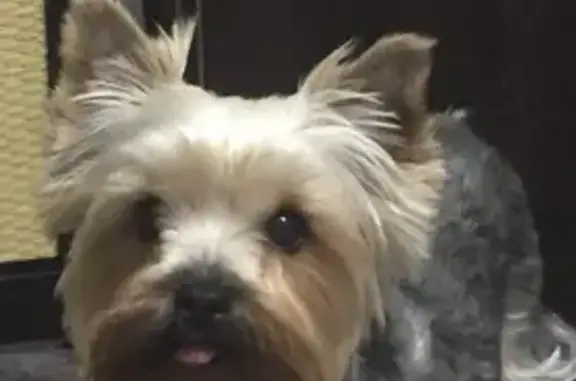 Пропала собака, Екатеринбург