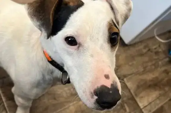 Найдена собака, Краснознаменск, фото: Найдена собака в Краснознаменске, МО