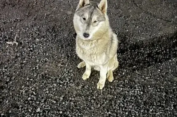 Пропала собака, Морозовское