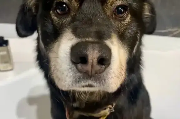 Пропала собака, Кузяево