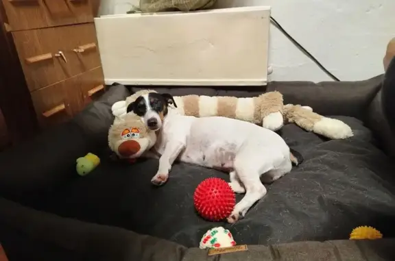 Пропала собака: пр. Корыткова, 3 к1, Тверь