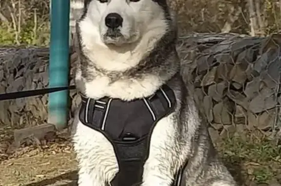 Пропала собака, Армавир, Краснодарский край