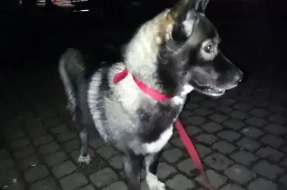 Пропала собака, Кировск