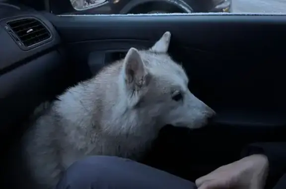 Найдена собака, Северодвинск, фото: Найдена хаски на Коммунальной, Северодвинск