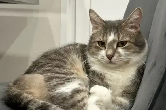 Пропала кошка, Москва