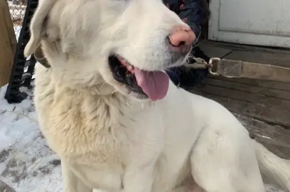 Пропала собака, Омск