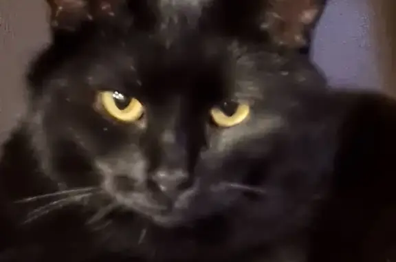 Пропала кошка, Вырица