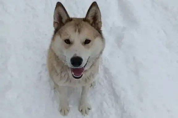 Пропала собака, Первомайская ул., 53