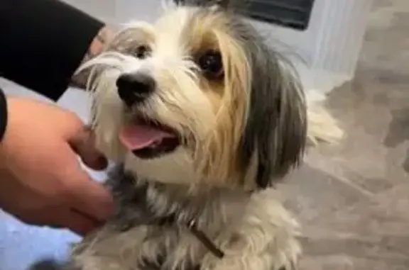 Найдена собака, Самара, фото: Собака найдена: 2-я Радиальная, 10, Самара