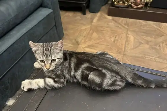 Найдена кошка, Константиново, фото: Кошка найдена: Константиново, МО