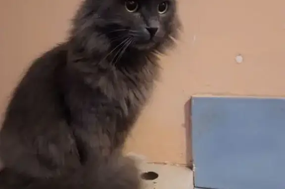 Найдена кошка, Москва, фото: Кошка найдена, ул. Молдагуловой, 22 к1
