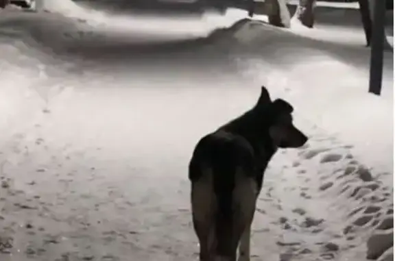 Собака найдена на проспекте Октября, Уфа