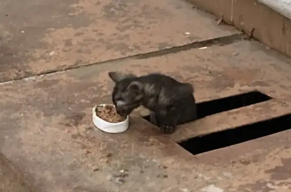 Найдена кошка, Ступино, фото: Кошка найдена в Ступино, МО