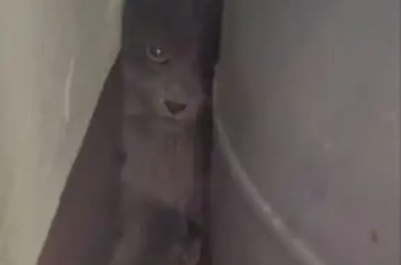 Найдена кошка, Москва, фото: Кошка найдена: Фрязевская ул., 11 к1