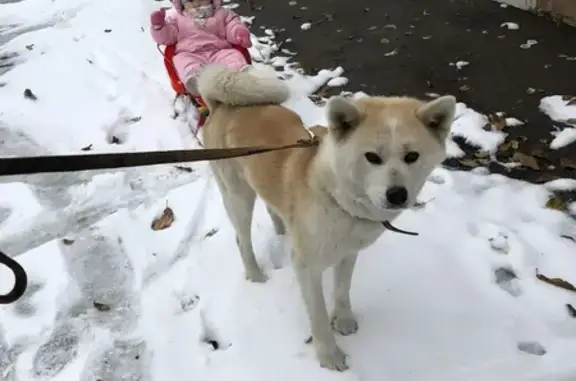 Пропала собака, Яблоновский