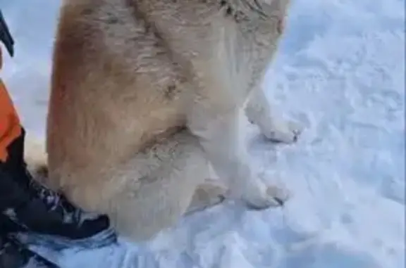 Найдена собака, Киров, фото: Найдена собака на улице Красина, Киров