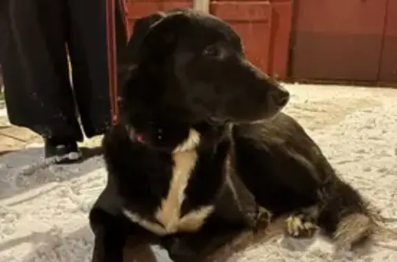 Найдена собака, Москва, фото: Собака найдена: ул. Красных Зорь, 61