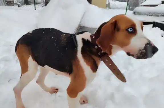 Найдена собака, Плесецк, фото: Собака найдена: ул. Ленина, 84А, Плесецк