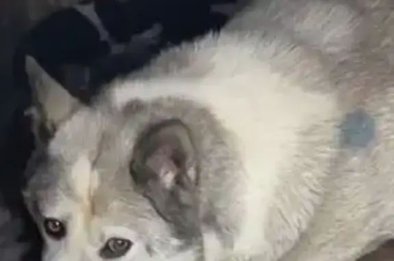 Пропала хаски, Капитанская ул., Челябинск