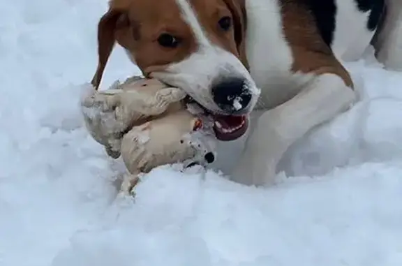 Пропала собака, ул. 22-го Съезда, 97, Брянск