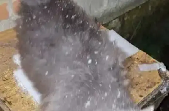 Найдена кошка, Курганинск, фото: Найдена кошка: Промышленная ул., 57