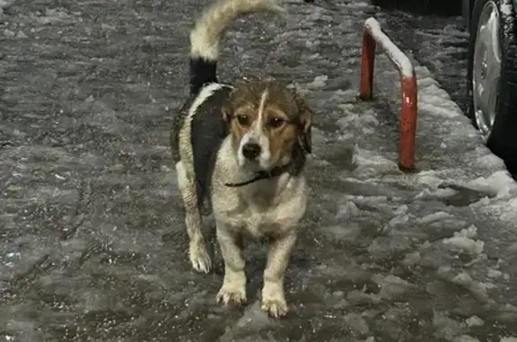 Найдена собака, Краснодар, фото: Собака найдена: пр. Репина, 4А, Краснодар