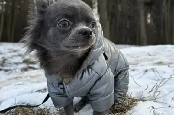 Пропала собака, Балашиха