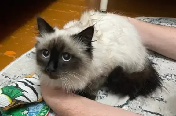 Найдена кошка, Верхняя Салда, фото: Сиамская кошка найдена на Красноармейская, 1