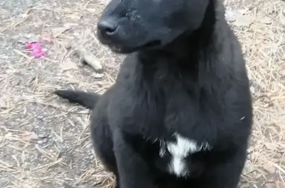 Пропала собака в Смолино, Челябинск