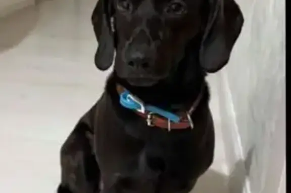 Найдена собака, Уфа, фото: Найдена собака: Уфа, Башкортостан