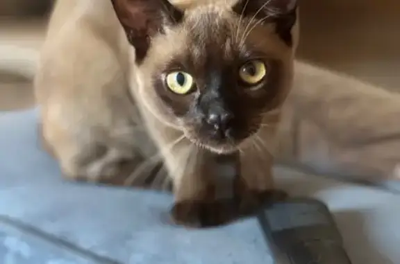 Пропала кошка, Железнодорожная, Зорино