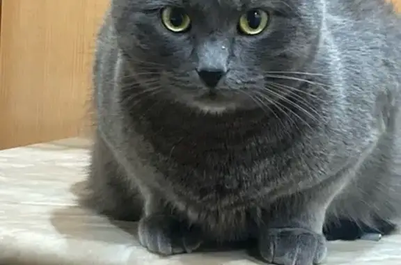 Пропала кошка, Киржач