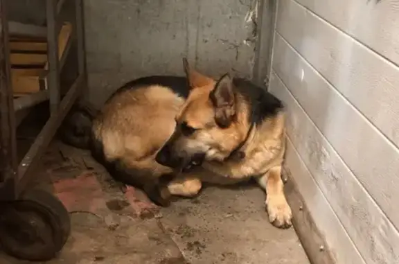 Найдена собака, Нижний Новгород, фото: Собака найдена: пр. Октября, 25, Н. Новгород